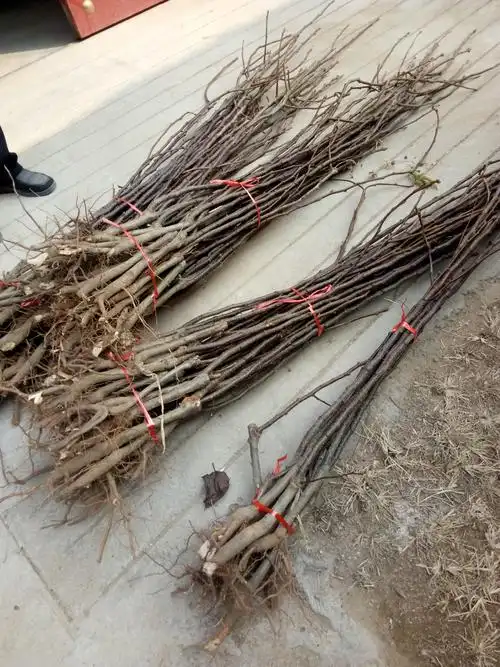 重庆秀山黄金梨树苗价格栽植行情