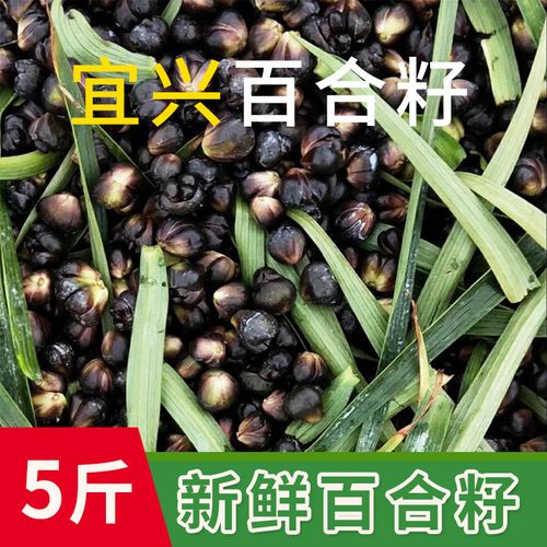 食药两用功效型大百合一斤3只内3斤装包邮非兰州龙山百合已售100￥56