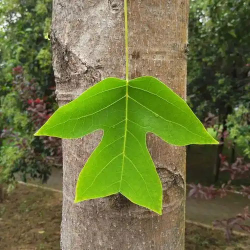 【随手拍摄影团——发挥想象力(鹅掌楸的叶子)】-【随手拍】论坛-手机