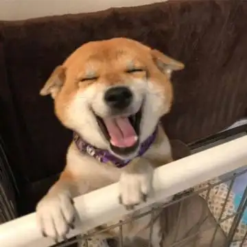 2021新款柴犬搞笑头像