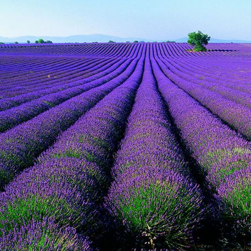 薰衣草种子法国普罗旺斯薰衣草花种四季易种庭院驱蚊香草盆栽包邮