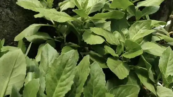 农村有很多这种草名叫云南白药是你们的怎么叫