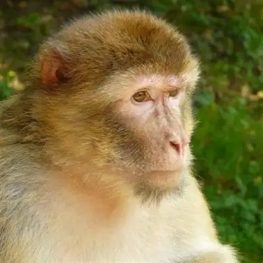 好看的猴子头像图片