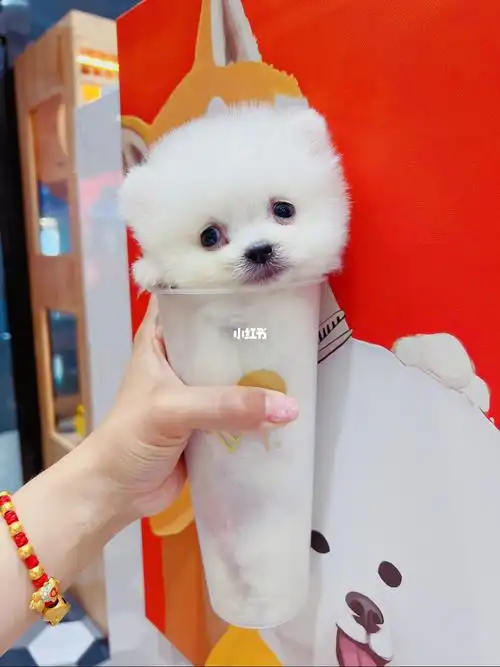 小体俊介犬博美宝宝弟弟有保障