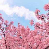 好看吉利招财的风景头像