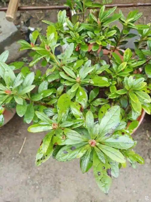 杜鹃花叶子出现黑斑