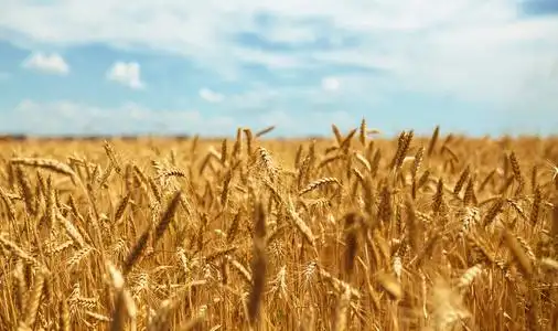 夕阳下黄色麦田成熟的穗背景,多云的橙色天空背景.