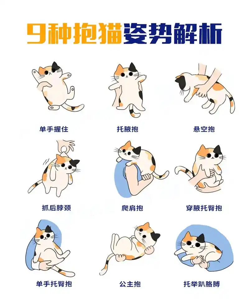9种抱猫姿势解析～让猫咪爱上抱抱#猫咪 #猫 #抖音图文来了 - 抖音