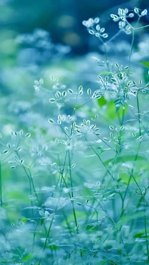小清新植物绿色养眼微距摄影