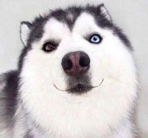 哈士奇头像高清 - 搜狗图片搜索