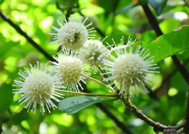 水杨梅的功效与作用