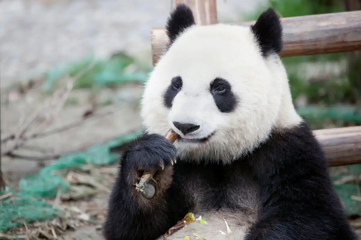 最近旅美大熊猫美香一家备受瞩目,成为了全国人民的宠儿!