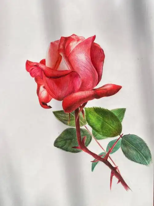 玫瑰花彩铅画
