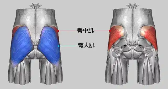 臀大肌是臀部最大的肌肉,位于皮下,起于骼骨翼外面,骶骨,尾骨后面,止