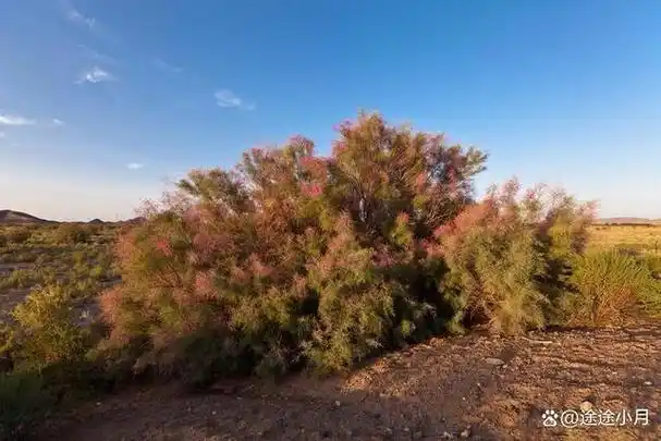 沙漠地区能抑制风沙的"红柳沙包"