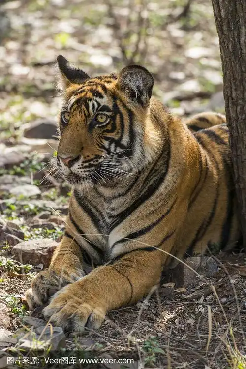 孟加拉虎,野生动物,少年早期,世界自然保护联盟红色名录,拉森伯恩国家