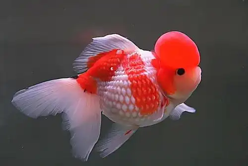 那些好看的观赏鱼