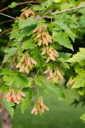 茶条槭树上即将成熟的果实种子