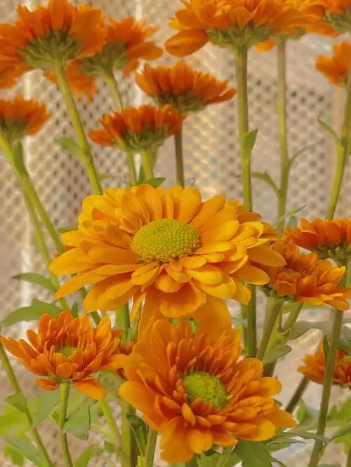 06橘星小雏菊附带调色参数