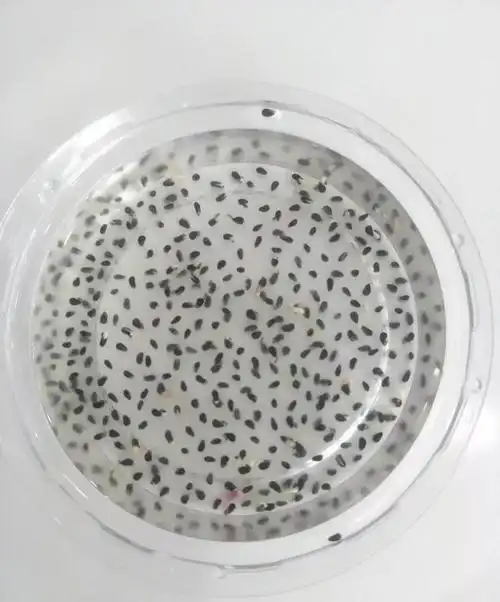 2,将火龙果种子放在清水中浸泡2-3天后,可以观察到小黑籽的一边冒出