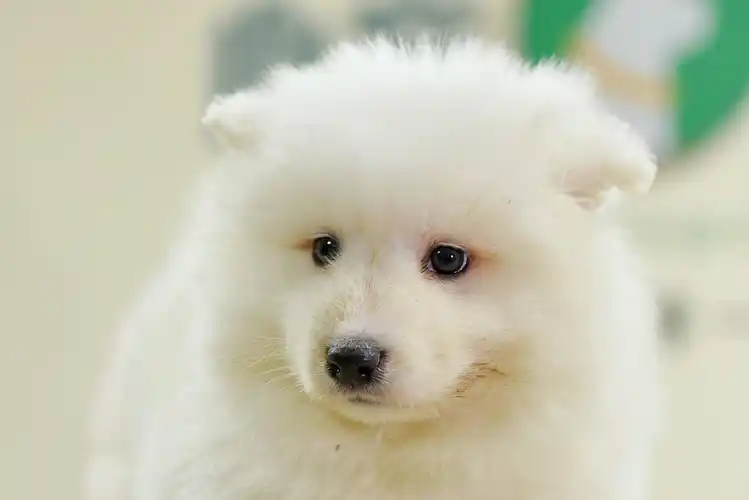 "微笑天使"萨摩耶非常可爱,但是它的缺点,你能忍受吗?_东西_因为_主人