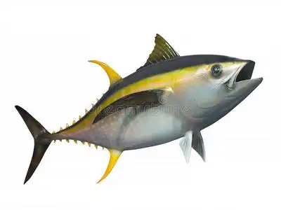 黄鳍金枪鱼,孤立照片