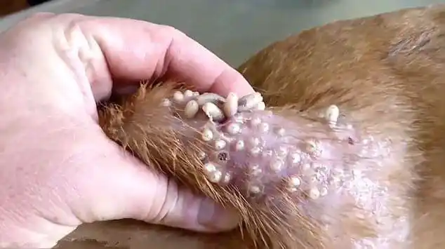 医生把狗狗皮肤的蛆虫挤出来连手套都没戴呢太恶心了