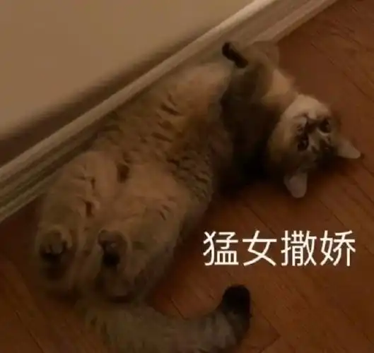 萌宠 猫星人 猛女撒娇 害羞 可爱 呆萌