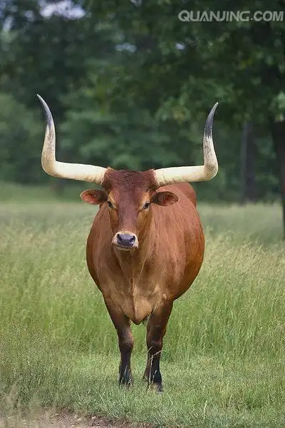 长角牛图片_图片大全
