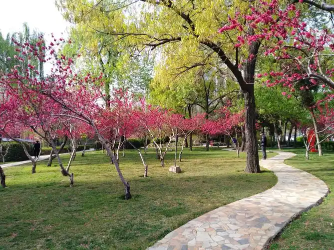 春天繁花盛开,公园里处处是美景,处处鲜花开,让你拍的心花怒放,拍的心
