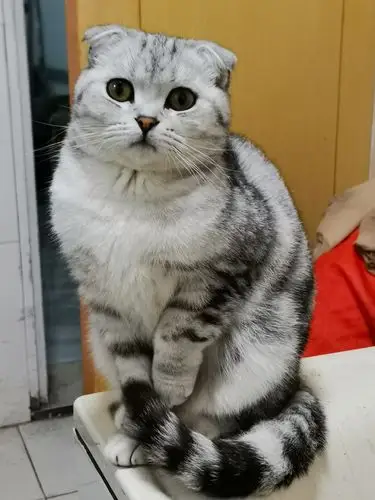 美短折耳猫得了猫传腹打工人如何坚持打满12周