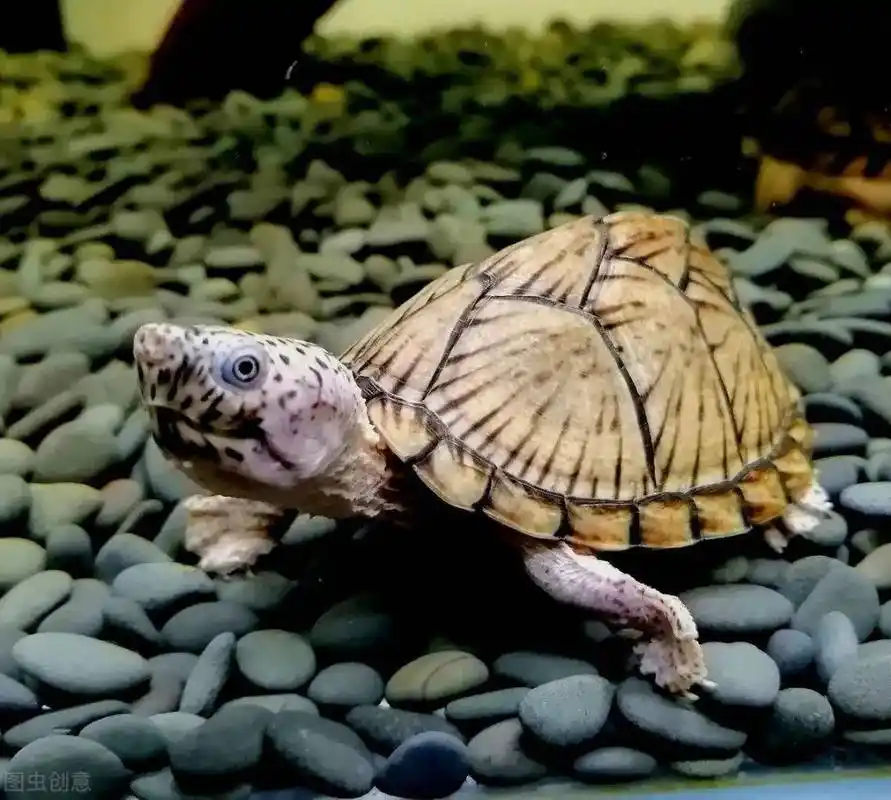 剃刀龟的选购无外乎就是线上和线下两个渠道,龟友