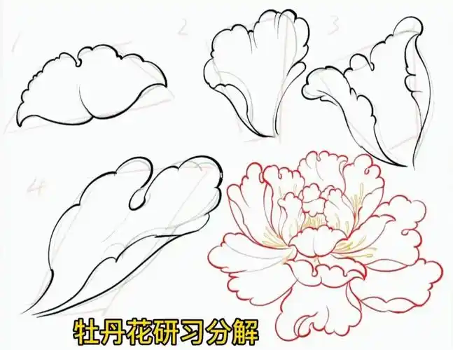 牡丹花画法