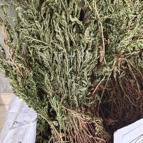 石上柏新500g 鲜干货石柏江南卷柏深绿卷柏中药材龙鳞草金龙草