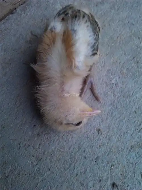 小鸡20天,头突然扭曲!