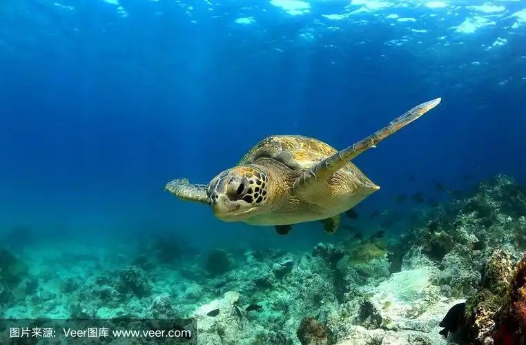 绿色海龟在水下游泳