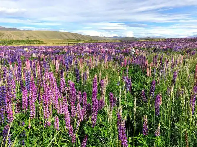 新西兰最美的鲁冰花花海