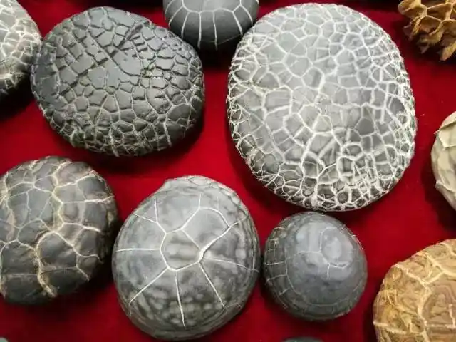 再说龟纹石 |得来不易,当珍惜之