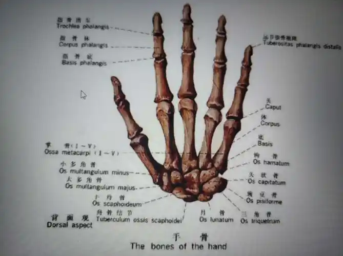 包括近端和远端指间关节,松动手法与掌指关节相同.