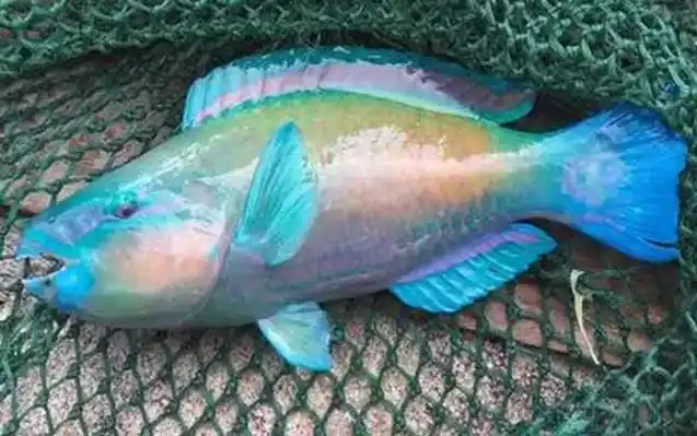 青衣鱼是什么鱼