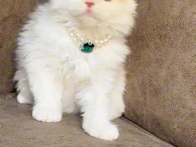 乳白塞尔凯克卷毛猫弟弟找家长啊