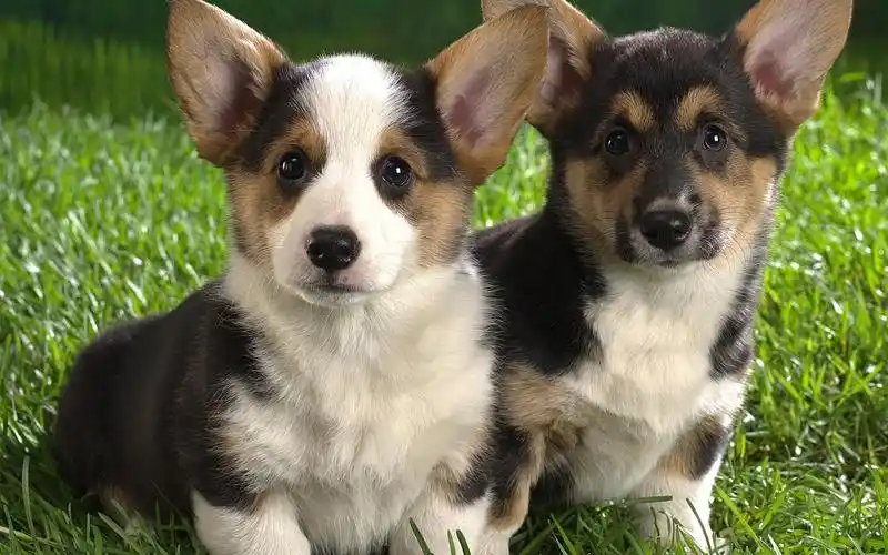 可爱美女,动物,可爱,小狗,动物,电脑壁纸,壁纸金毛狗写真