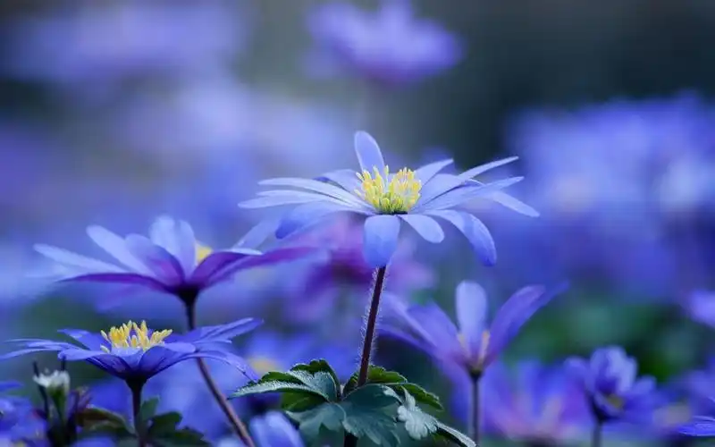 小清新意境之美,小清新意境之美壁纸,小清新意境之美电脑桌面壁纸