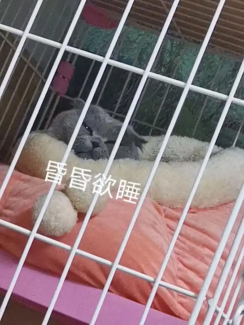 思考猫生中#这么可爱的小猫咪 #猫咪表情包 #可爱的小猫咪  - 抖音