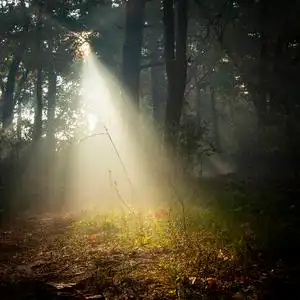 清晨清新在美丽的秋面, 一缕阳光穿过 redays 的树枝在黎明时分照片