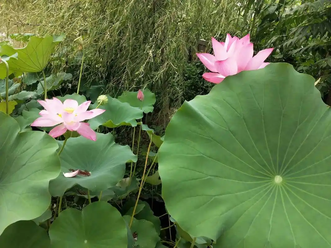 简简单单平平淡淡就好 #每一张照片都是满满的回忆 #走自己 - 抖音