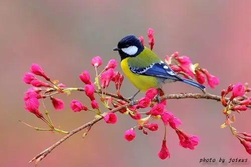 台湾斑翅鹛有梦最美精选花鸟图