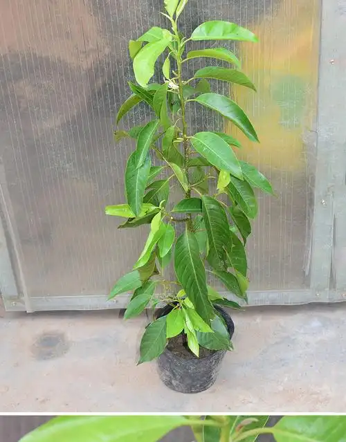 白兰花树苗盆地栽植物嫁接黄角黄桷白黄玉兰室内外浓香庭院