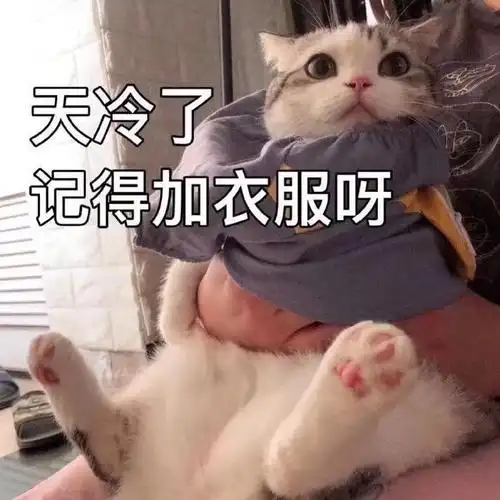 萌宠gif猫星人gif天冷了gif记得加衣服啊gif呆萌gif可爱gif