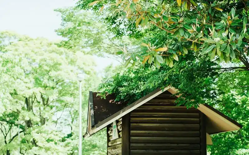 绿色小清新护眼文艺高清壁纸